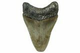 Serrated, Juvenile Megalodon Tooth - North Carolina #342209-1